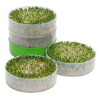 KITCHEN CROP Deluxe Seed Sprouter with 4 Growing Trays and 1 Seed Packets, (Alfalfa Seeds) Easily Grow Sprouts Indoors for a Healthy Lifestyle