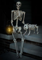 Crazy Bonez Original Pose-N-Stay Halloween Skeleton, 5 FT – Life-Size