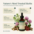 LYMPHORIA Lymphatic Drainage Drops for Bloat Relief & De-Puff – Cleavers, Red Clover, Stillingia Root & Prickly Ash Bark – Lymph Node Detox Cleanse, Fluid Retention – Alcohol-Free, Vegan, 2 Fl Oz