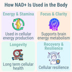 SHIZAM NMN NMNH NAD+ Gummies – NAD Supplement with Reduced Nicotinamide Mononucleotide, TMG (Trimethylglycine, Betaine) & Trans-Resveratrol, Methylated B-Complex