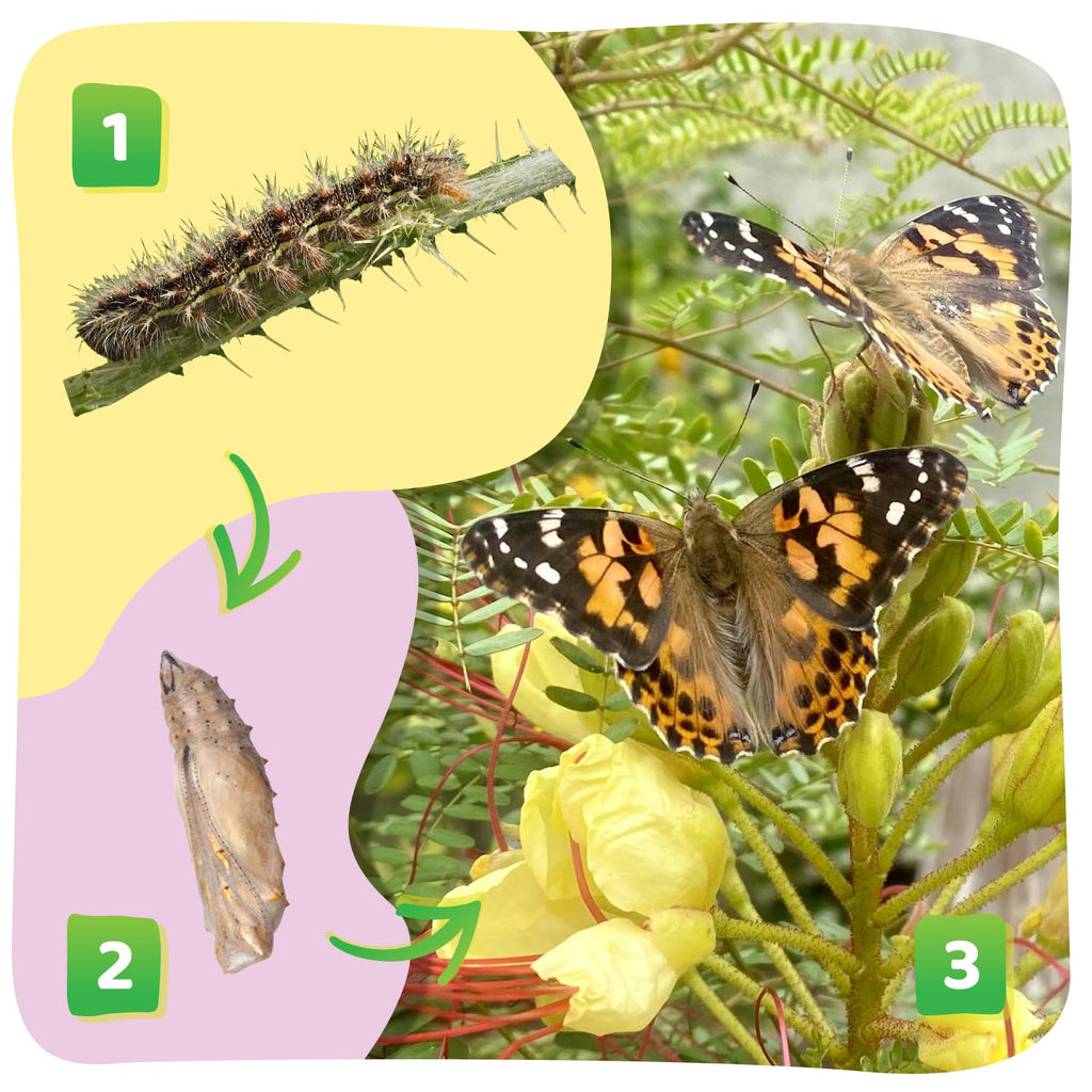 Insect Lore 2 Cups of Caterpillars Basic - 10 Live Baby Painted Lady Caterpillars - Refill for Habitat Kit - Caterpillars and Food Included