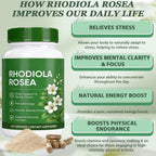 YLOTRE Rhodiola Rosea Capsules, Natural Adaptogenic Herb, 500mg Organic Rhodiola Rosea Extract Supplement for Stress Support, Balance Energy, Immune Function, Non-GMO, 60 Vegan Capsules