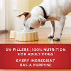 Purina ONE Chicken & Brown Rice Wet Dog Food, Tender Cuts, (12) 13 oz Cans