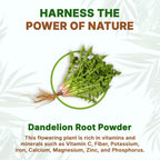 Go Nutra Dandelion Root Powder for Tea, Coffee & Beverages | Concentrated 10:1 Dandelion Root Extract Powder, Caffeine Free | No Added Ingredients | Non-GMO, Vegan | 16 oz (1 lb)