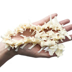 Taxidermy Real Fox Spine Decor - Model Animals Bones Specimen, Taxidermy Supplies for Science Education, Collection (Fox Spine)