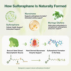 Sulforaphane from Broccoli Seed, Broccoli Supplement | Glucoraphanin, Myrosinase, Moringa Oleifera Leaf Extract – Activated Plant-Based Formula for Cellular Antioxidant Support, 120 Vegan Capsules