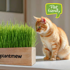 Cat Grass Kit for Indoor Cats - 3 Pack with Cat Grass Seeds, Nutrient Soil & Planter Pots | Complete Growing Set for Fresh Pet Grass (Non-GMO Wheat Grass)