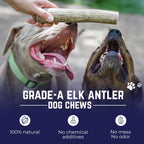 Devil Dog Pet Co Whole Elk Antlers for Dogs, Medium, Aggressive Chewers