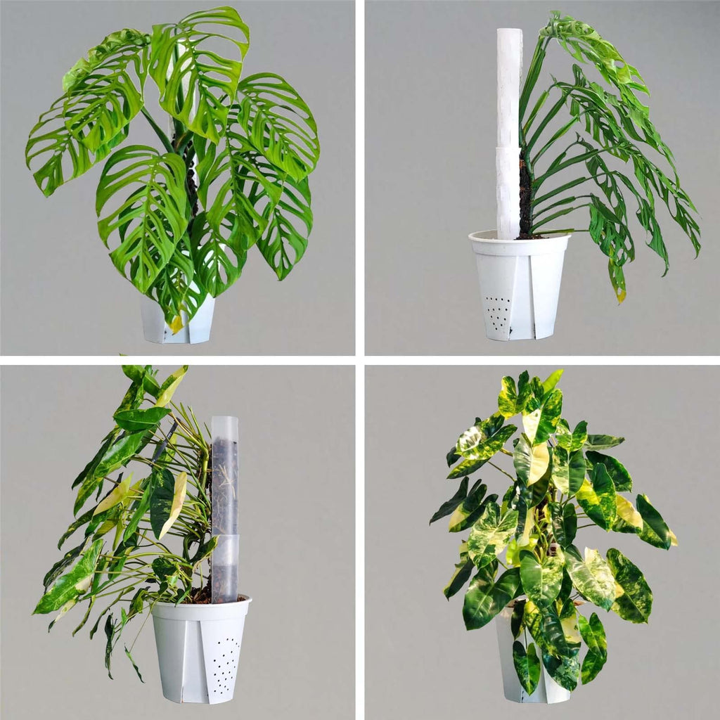Haispring 4 Pack 17 Inch Plastic Moss Pole for Plants Monstera, Plant Poles for Climbing Plants, Plant Support for Indoor Plants, Plant Support Poles Work with Sphagnum Moss
