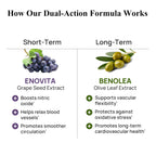 Durable Blood Pressure – Benolea Olive Leaf & Enovita Grape Seed Extract – Healthy Circulation, Nitric Oxide & Artery Support – Doctor Formulated, Vegan, Non-GMO, Made in USA (180 Capsules)