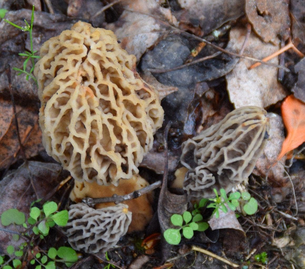 MOREL HABITAT KIT® Morel Mushroom Growing Kit (Morchella)