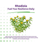 Paradise Herbs Rhodiola Extract 500mg, Super Potent Antioxidant, Ultra Pure, Vegan, Non-GMO, Gluten Free, 60 Vegetarian Capsules