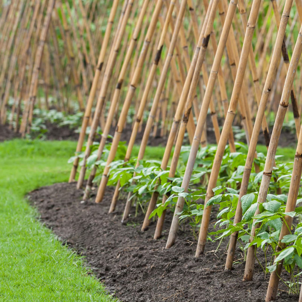 Cambaverd Bamboo Stakes 4ft, Thicker Plant Stakes with Garden Twine,20 Pack