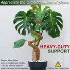 Soupiar 2 Pack 60'' Bendable Moss Pole for Monstera & Pothos - Tall Handmade Coco Coir Plant Support Stakes for Large Climbing Indoor Plants, Potted Houseplant Trellis Accessories