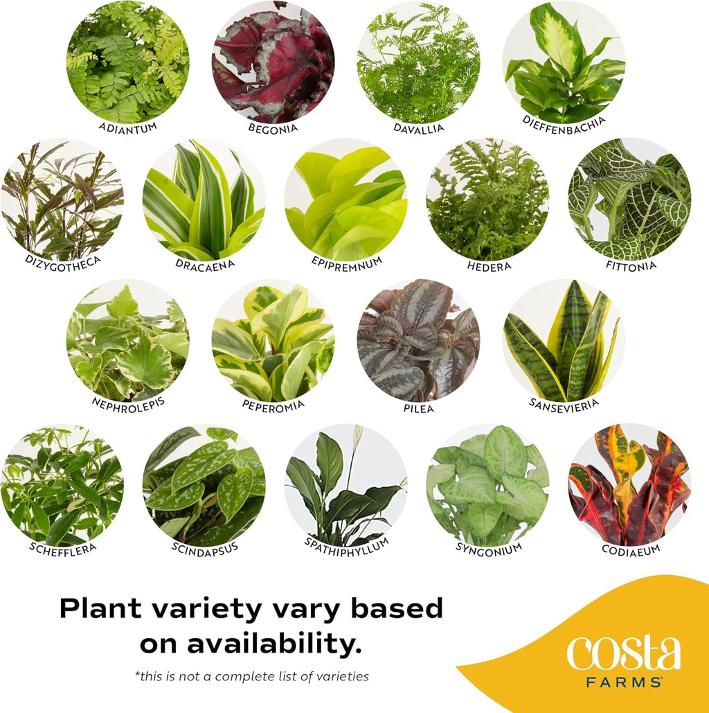 Costa Farms Live Indoor House Plants (6-Pack), Hand Selected Easy to Maintain Indoor Assorted Houseplants, Curated Air Purifying Mix, Low Light, Home Office Decor Plant Gift