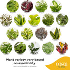 Costa Farms Live Indoor House Plants (6-Pack), Hand Selected Easy to Maintain Indoor Assorted Houseplants, Curated Air Purifying Mix, Low Light, Home Office Decor Plant Gift