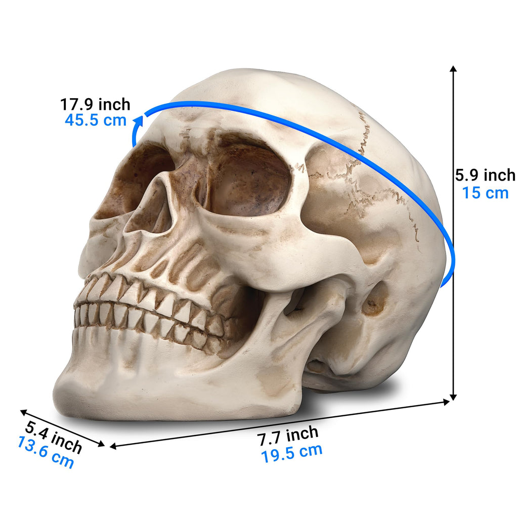 READAEER Halloween Skull Head, Life Size Resin Skull, Large Size Adult Skull Head Model for Home Decoration, Halloween Skull Statue, Human Skull Head Model (White)