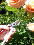 Okatsune 103 Bypass Pruners General Purpose Medium (One Pack)