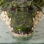 Benhurb Pond Floating Alligator Head Decoy, Pools Float Fake Gator Head Duck Detterent Crocodile Head Decoy for Koi Garden Yard Decoration Swimming Pool Animal Protector
