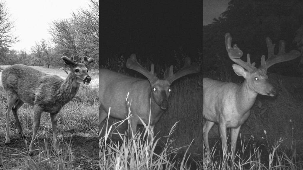 Terra Products Co. AX Deer Mineral - Antler Xcelerator for Deer (20)