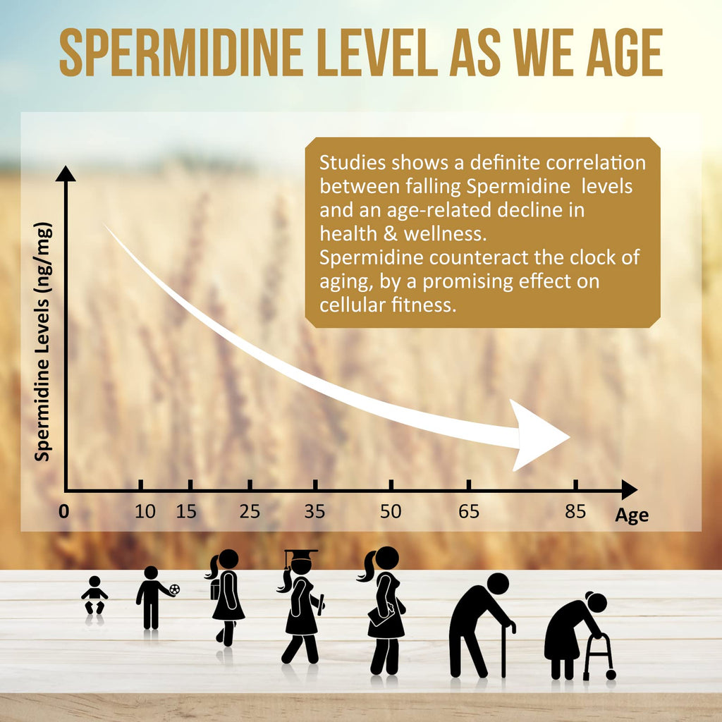 Thalacy Spermidine Supplements 13mg - 1300mg Wheat Germ Extract Capsules Potent Formula with Higher Spermidine Content and Zinc for Healthy Aging, Daily Immune System and Cell Renewal, 120 Capsules