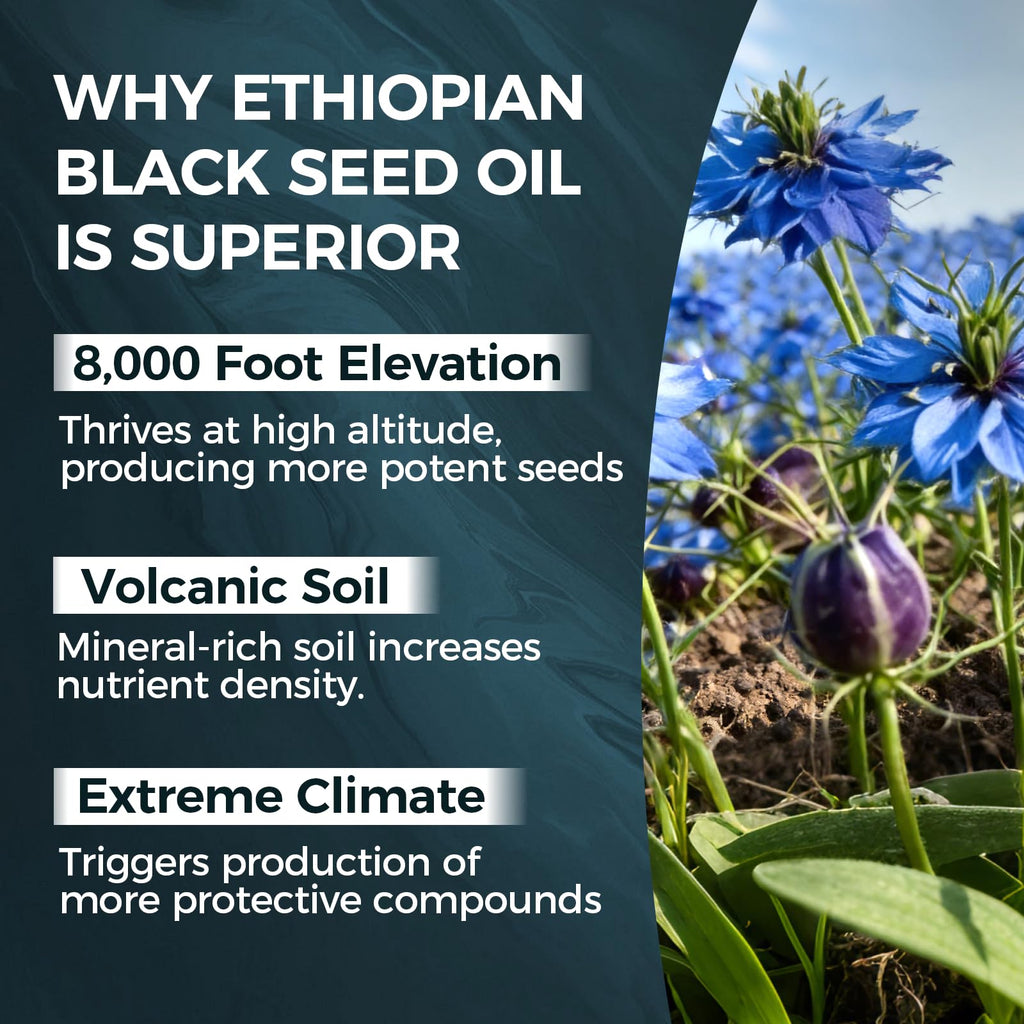 TUVAAZ PURELYNUTRIENT Ethiopian Black Seed Oil Capsules with 4.64% Thymoquinone, Immune Support & Digestion & Energy Booster, Non-GMO, Gluten-Free, 60 Count