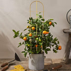 Taoskai 3 Pack 4 Feet U-Shape Bamboo Trellis, Natural Garden Bamboo Trellis for Climbing Plants, Vegetables, Cucumber, Tomato, Outdoor and Indoor Potted Plants
