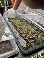 5-Pack Seed Starter Trays with Humidity Dome & Large 24-Cell Plug Trays