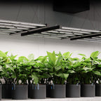 AC Infinity IONFRAME EVO6, Samsung LM301H EVO Bar LED Grow Light 4x4