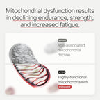 Timeline Mitopure Urolithin A Supplement - Clinically Proven Support for Healthy Aging and Cellular Renewal - Mitoceutical for Muscle Strength and Longevity - 60 Softgels