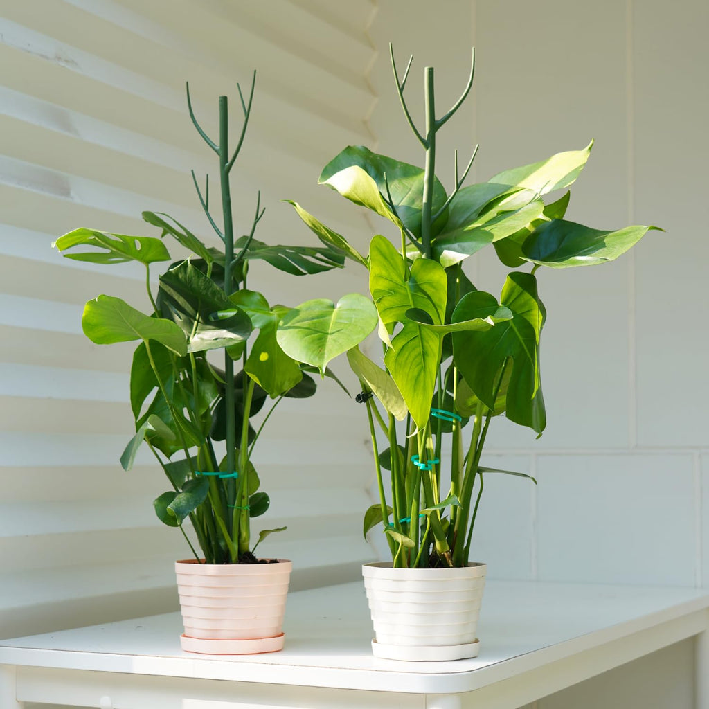 8 Pack Monstera Plant Support Stakes, Detachable Twig Plant Support