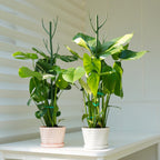 8 Pack Monstera Plant Support Stakes, Detachable Twig Plant Support