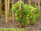 Greenes Fence 4 Ft. Garden Stakes (50 Pack)
