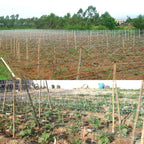 HHTHH White Trellis Netting 5x100 ft Heavy Duty Garden Trellis Netting Polypropylene Plant Support Garden Net for Climbing Vegetables Fruits Flowers