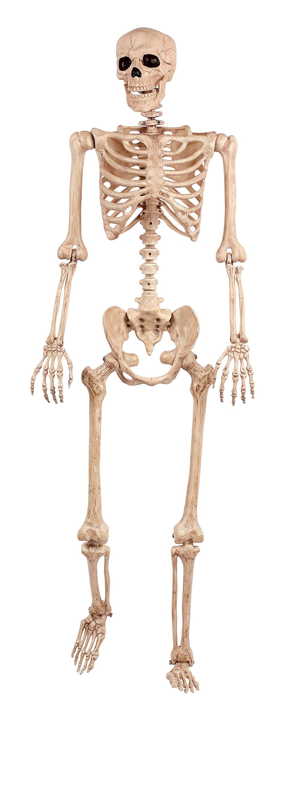 Crazy Bonez Original Pose-N-Stay Halloween Skeleton, 5 FT – Life-Size