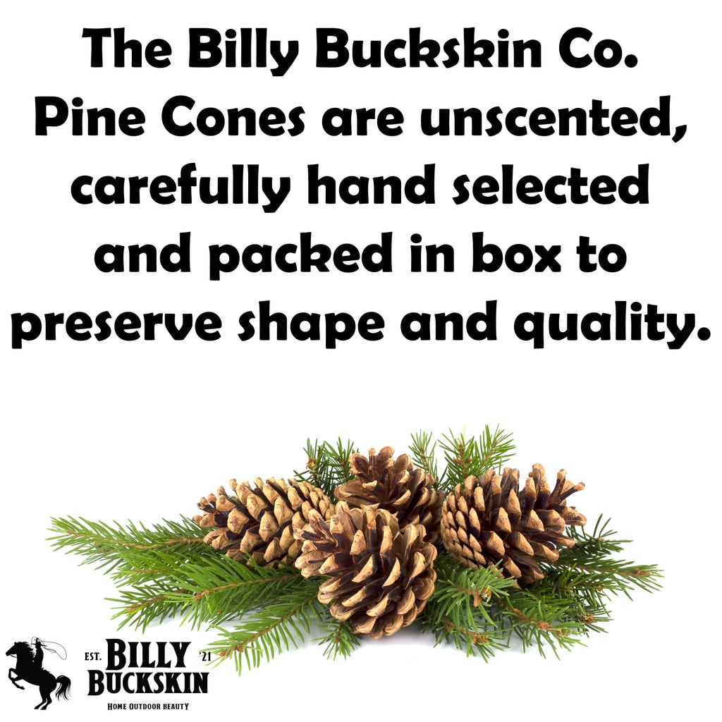 Billy Buckskin 20 Large Natural Pine Cones for Crafts, 3" to 4" Tall