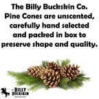 Billy Buckskin 20 Large Natural Pine Cones for Crafts, 3" to 4" Tall