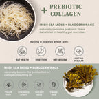 HAPPY FOX Irish Sea Moss Capsules with Burdock Root & Bladderwrack - Alternative to Seamoss Gummies or Powder, 90 Vegan Capsules, Made in USA