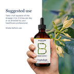 BioPure Cryptolepis Herbal Tincture | Potent Botanical Extract of Cryptolepis Sanguinolenta for Immune Support and Microbiome Balance - 4 fl oz