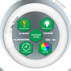 CHKADAWA Circular Bulb FC8T9/DL, 8 Inch T9 22W Circline Fluorescent Light Bulbs, Replacement Round Fluorescent Lamp Tube, Bright Daylight 6400K 1250 Lumens, G10q 4 Pin Base, 2 Pack