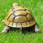 Turtle Garden Statue,Outdoor Figurine,Indoor Tortoise Sculpture Colloction