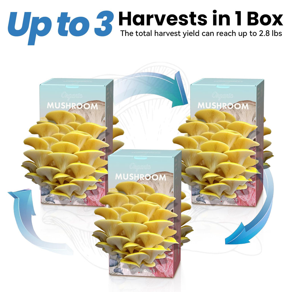 Organic Edible 4lbs Golden Oyster Mushroom Growing Kit, Made in USA, Double-Side Mushroom Grow Kit Indoor, Harvest Gourmet Mushrooms in 10 Days, Top Gardening Gift, Holiday Gift