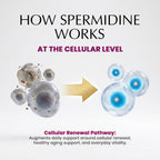 Spermidine Liquid Drops — 99.5% Pure | Double-Potency 40 mg | Cellular Renewal & Healthy Aging Support | Organic Peppermint Flavor | Pure Bioavailable Polyamine Supplement — 2 fl oz