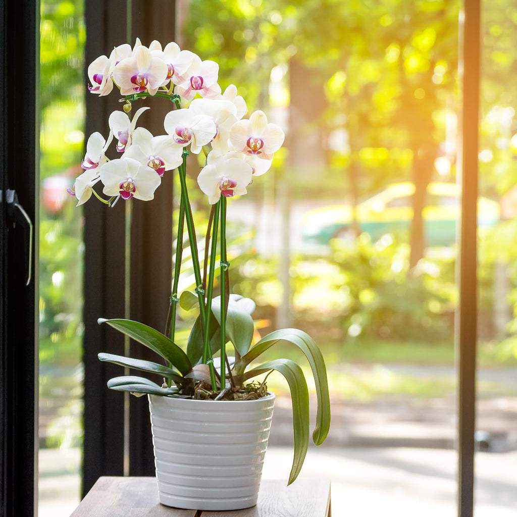 20Pcs Plant Stakes, 23.6IN Orchid Support Stakes for Indoor Plants