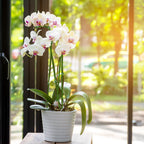 20Pcs Plant Stakes, 23.6IN Orchid Support Stakes for Indoor Plants