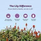 Lily of The Desert Stomach Formula, Organic Aloe Vera Juice with Slippery Elm, Chamomile, Peppermint, and Ginger for Gut Health, Acid Reflux, Heartburn Relief, 32 Oz, Gelly Sachet Included,1