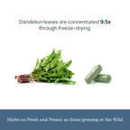 Eclectic Herb - Organic Freeze-Dried Dandelion Leaf Capsules | Supports Cleansing, Digestive Function & Heart Health | Natural Herbal Supplement | US-Grown, Vegan, Non-GMO (90 CT | 200 mg)