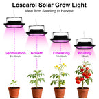 Loscarol Solar Grow Light, Full Spectrum Plant Light with Timer & Remote