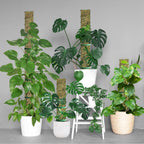 60"/40"/24" Metal Moss Pole, D Shape Sphagnum Moss Pole, Moss Poles for Climbing Plants, Monstera, Indoor Climbing Plants (6Pcs 40")