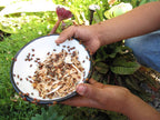 Clark&Co Organic 1500 Live Ladybugs - Good Bugs for Garden - Pre-Fed Hippodamia Convergens for Insects - Guaranteed Live Delivery!